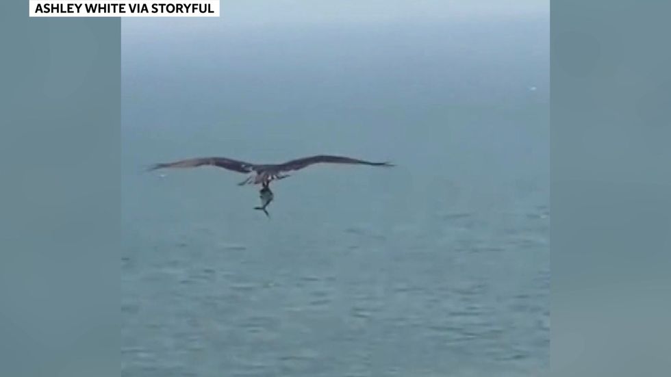 Osprey carries away large fish on Myrtle Beach