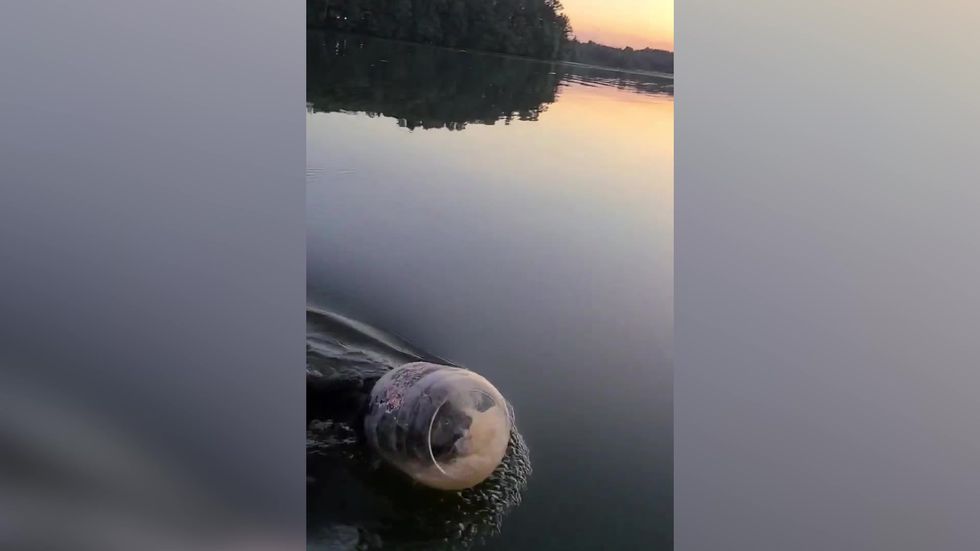 Family rescue bear cub swimming with a jar stuck on its head