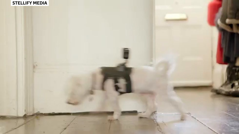 Celebrity Snoop Dogs trailer