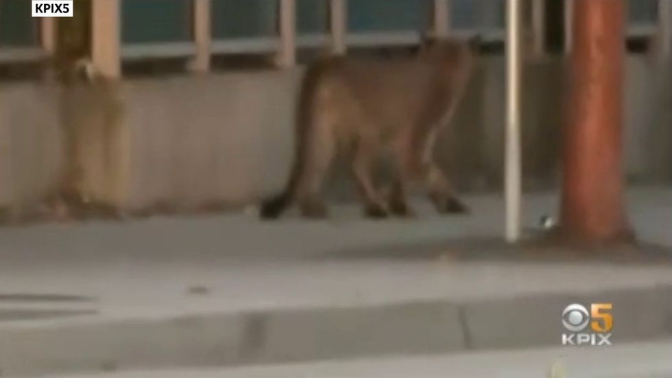 Mountain lion found in downtown San Francisco