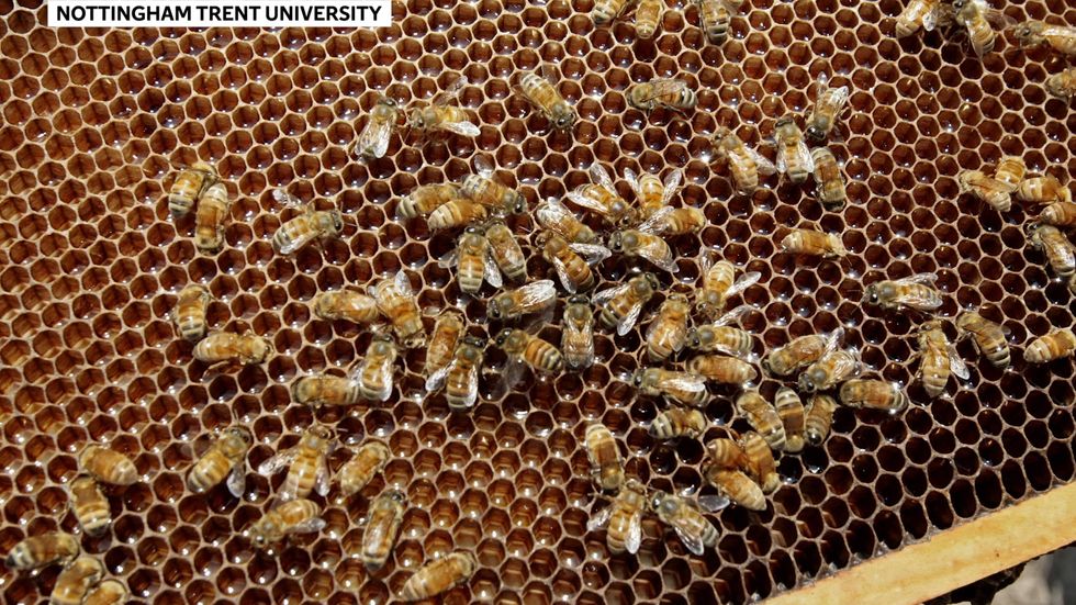 'Quacking and tooting' honeybees recorded by scientists