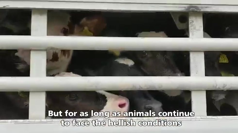 Compassion in World Farming asks courts to rule live transport trade illegal