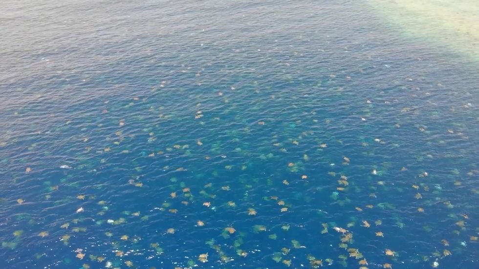 Drone snaps 64,000 green sea turtles on Great Barrier Reef