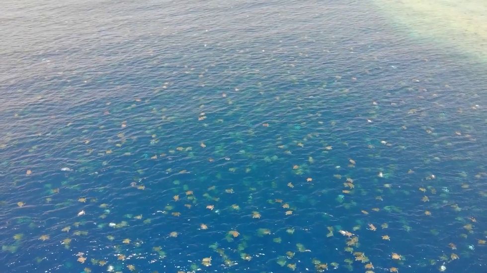 Drone snaps 64,000 green sea turtles on Great Barrier Reef