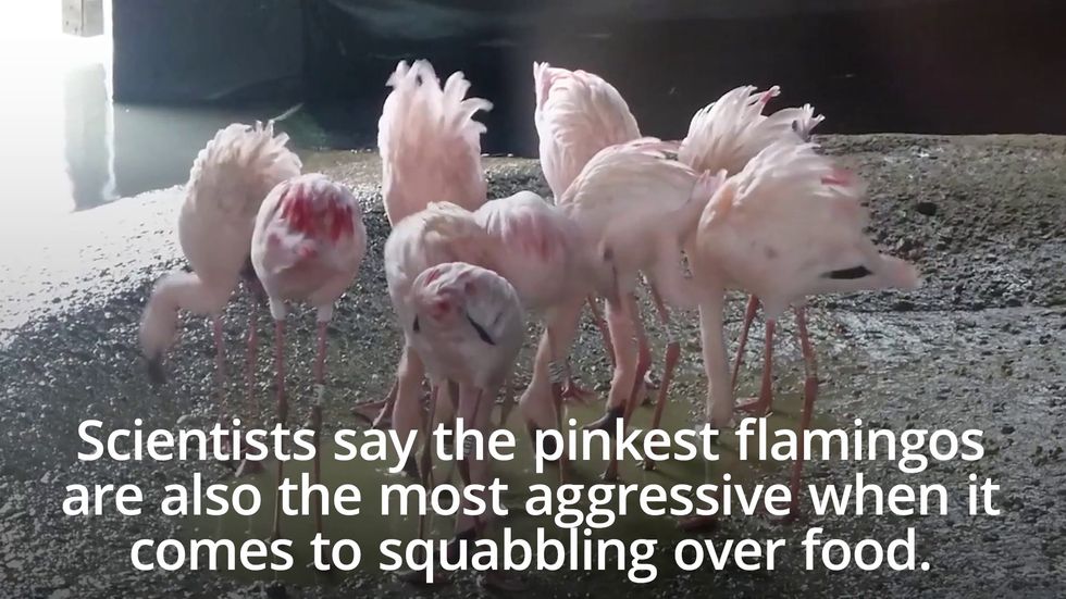 Pinker flamingos are more aggressive, study finds