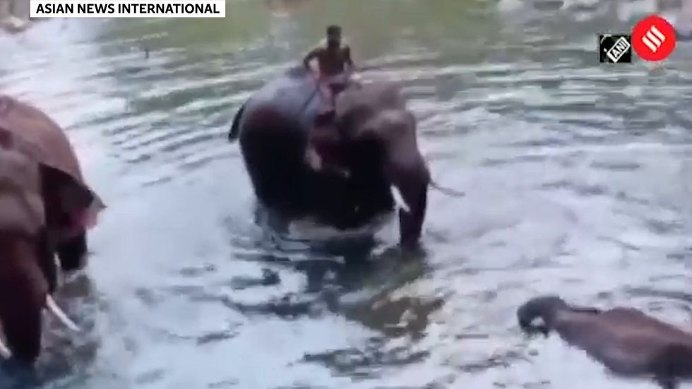 Pregnant elephant killed by firework hidden in pineapple in India