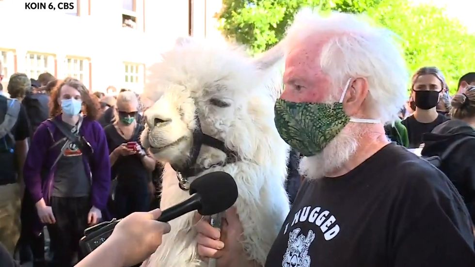 Llama attends Black Lives Matter protest in Portland Oregon