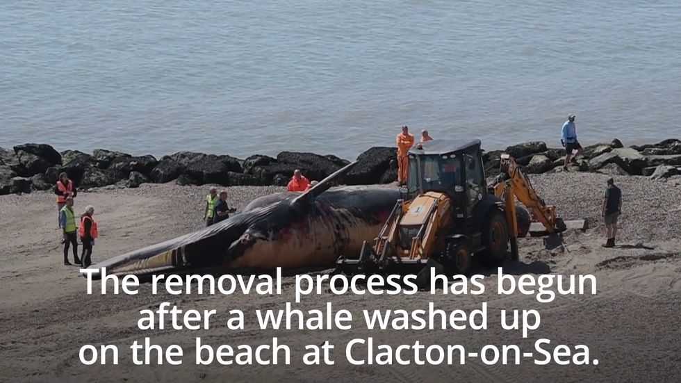 Removal of dead whale from Essex beach under way