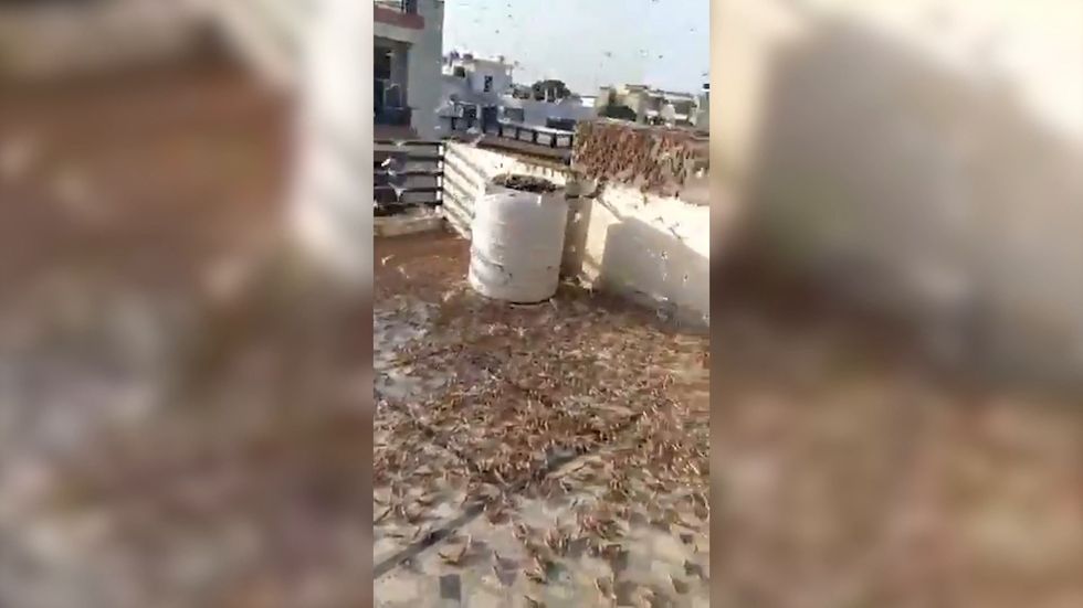 Locusts invade Jaipur as India faces worst swarms in 25 years