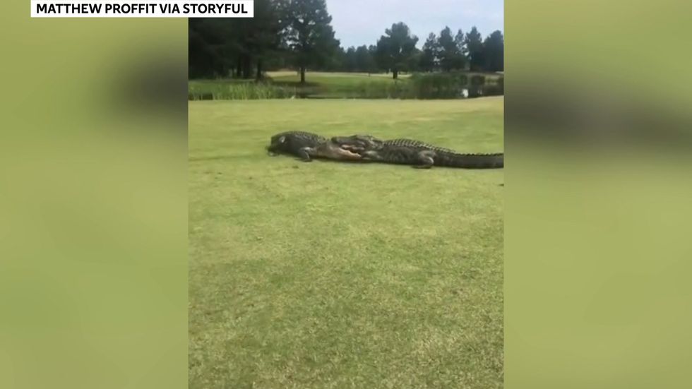 Shocked golfer films two alligators locked in battle on the 18th hole