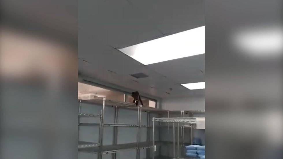 Monkey discovered in Trinidad hospital's operating theatre