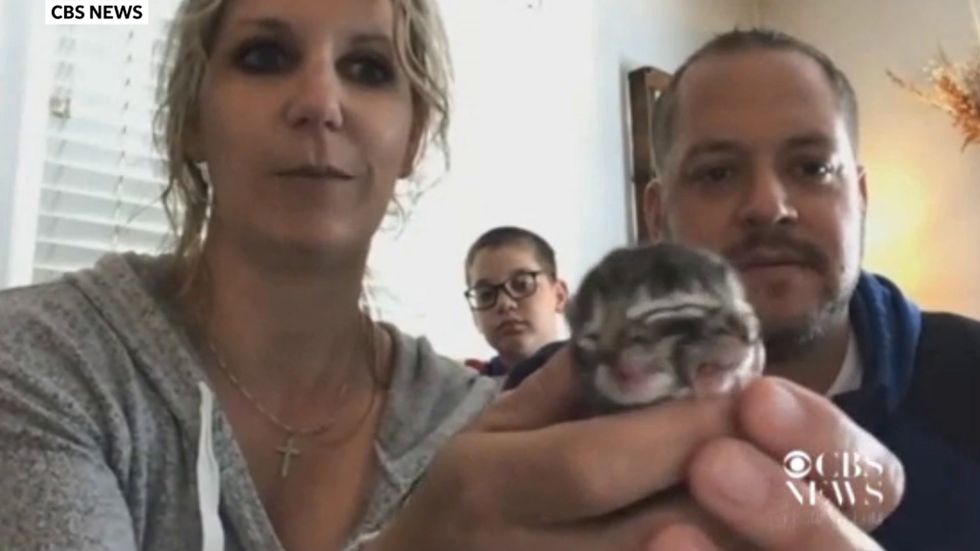 Kitten born with two faces