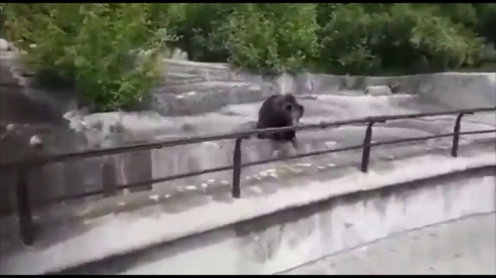 Man filmed in bear enclosure in Polish zoo