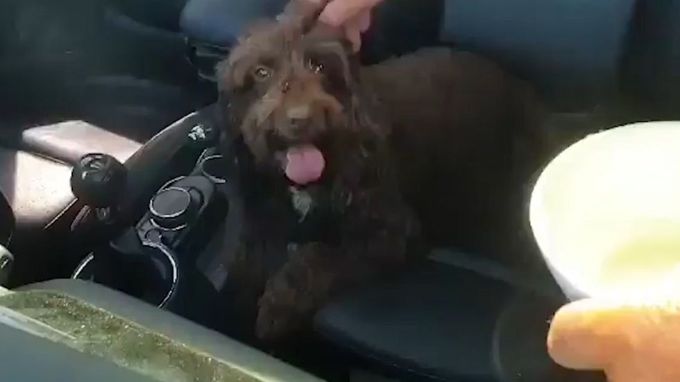 Dog rescued from hot car in Leicestershire