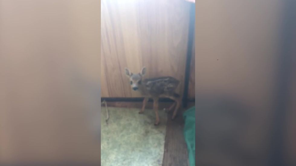 Baby deer ‘close to death’ saved by firefighters tackling major blaze