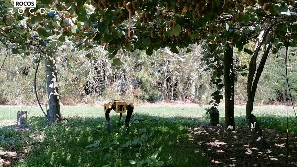 New Zealand tech company introduces robot dog 'Spot' to carry out farming tasks