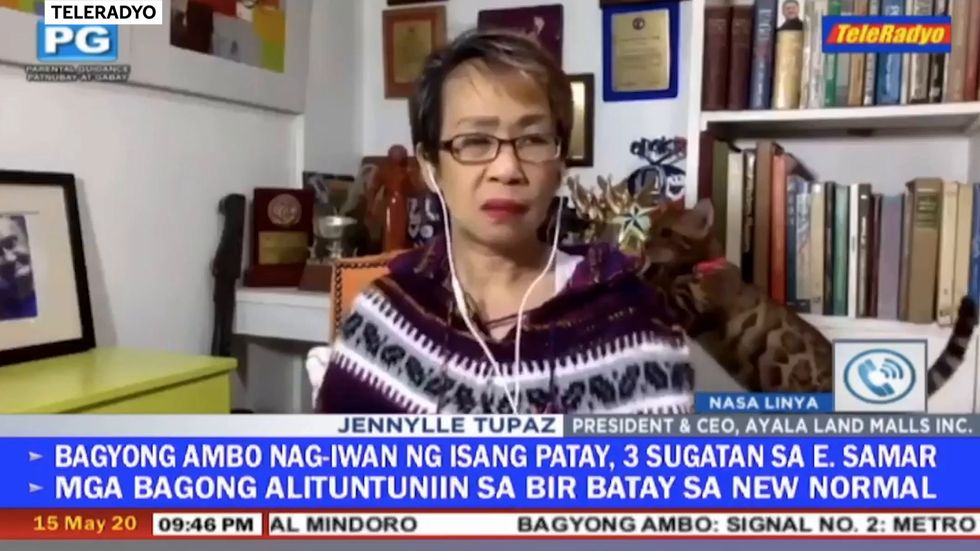 Reporters cats fight behind her on live TV