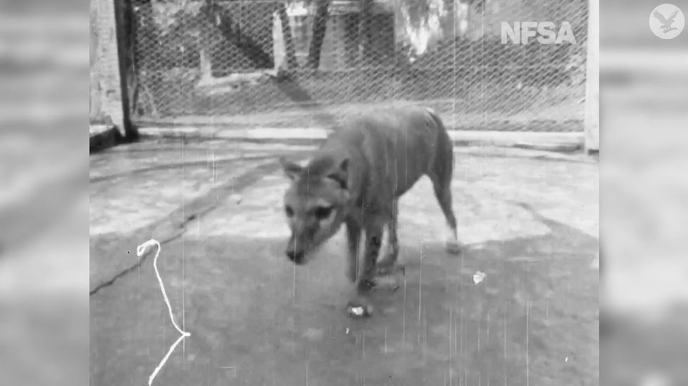 Last known footage of extinct Tasmanian Tiger released
