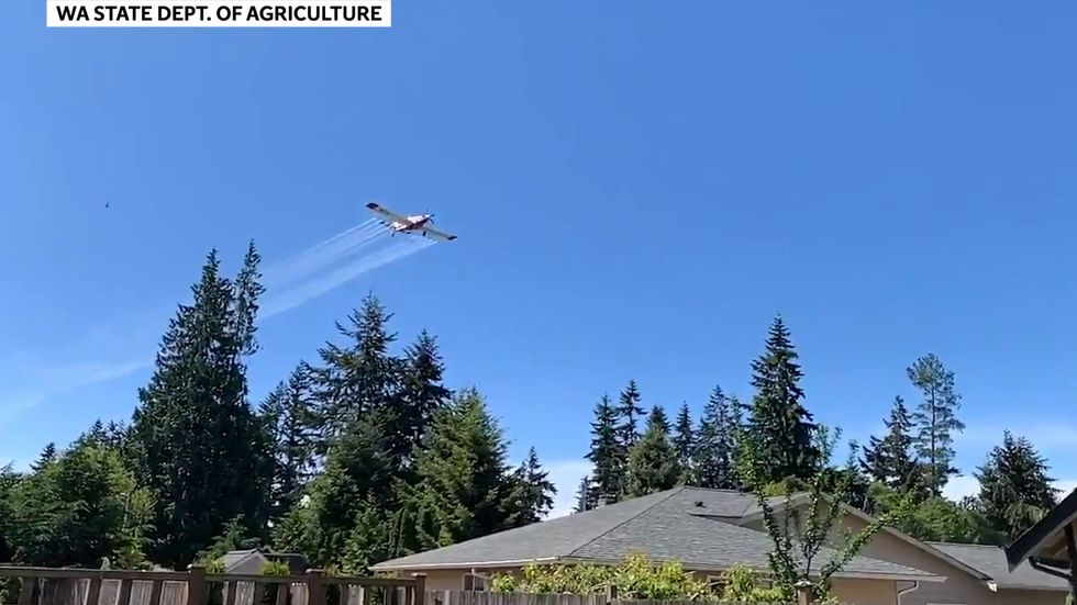 Washington state authorities spray gypsy moth treatments.mp4