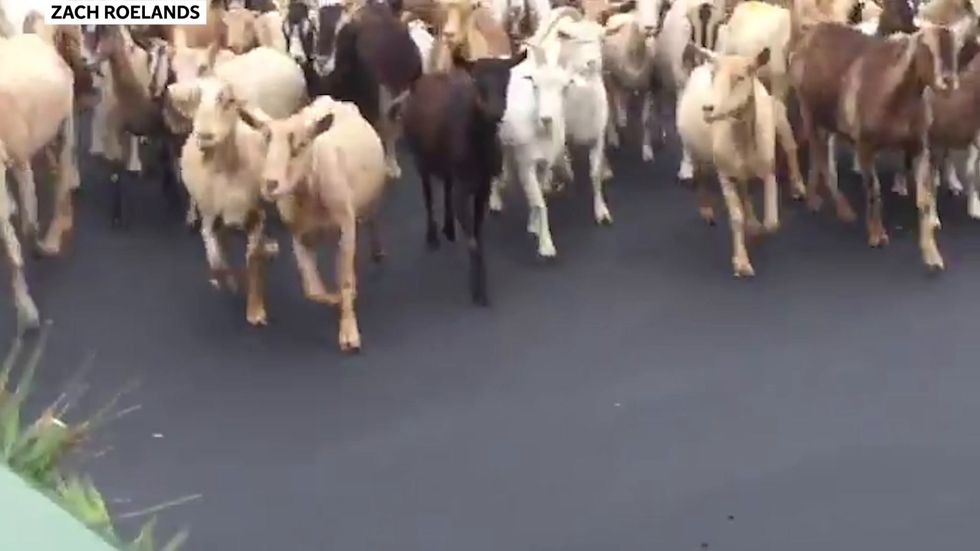 Nearly 200 goats escape and take over California streets