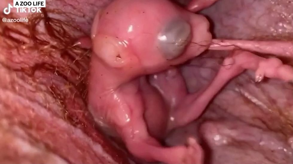 Footage captures what the inside of a kangaroo pouch looks like