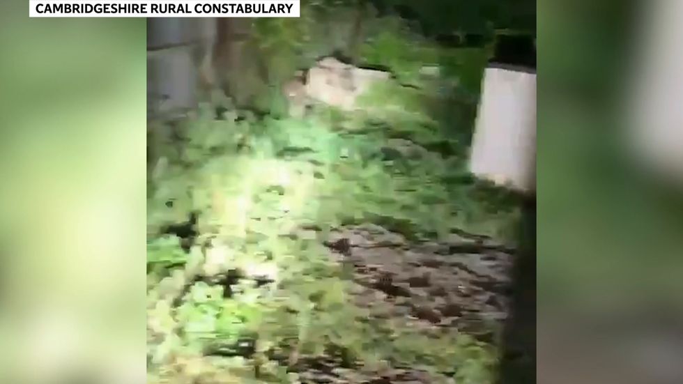 Police rescue escaped wallaby found hiding in garden