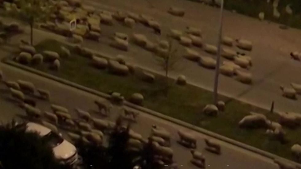 Sheep take over Turkish city during curfew