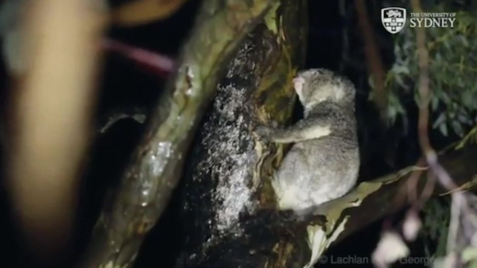 Thirsty koala drinks water by licking tree trunk