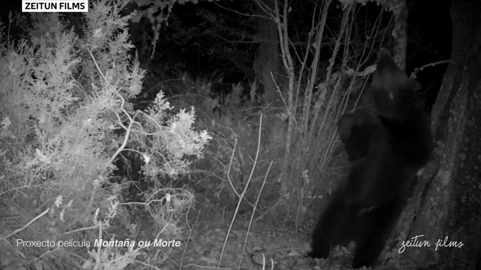 Brown bear spotted in northwest Spain
