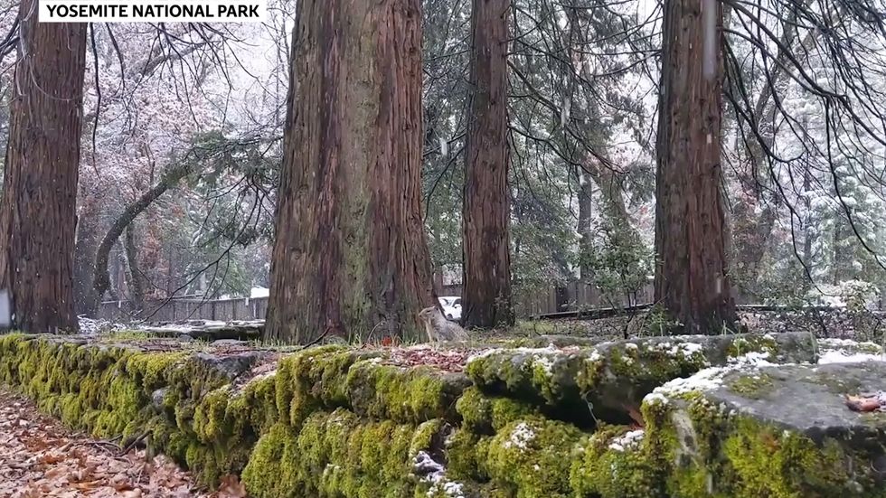 Wildlife roam freely in Yosemite without humans around