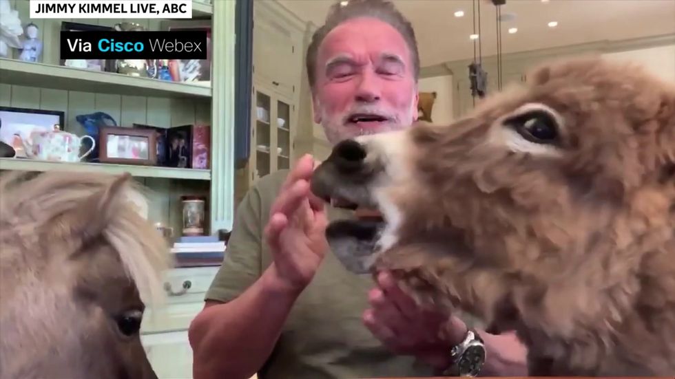 Arnold Schwarzenegger interrupted during Jimmy Kimmel interview by donkey and a tiny horse