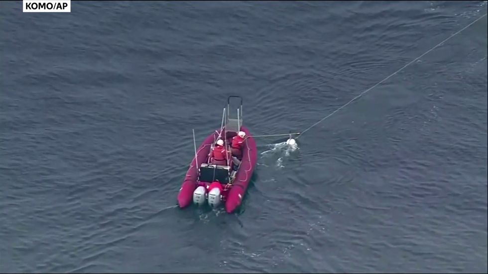 Whale freed from tangled fishing net off Washington state coast