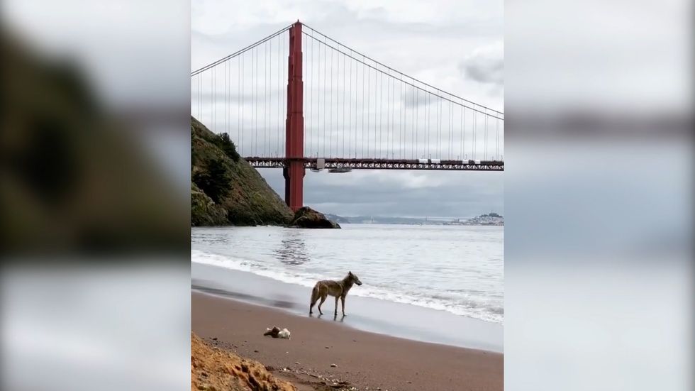 How has coronavirus affected wildlife as animals take to the streets?