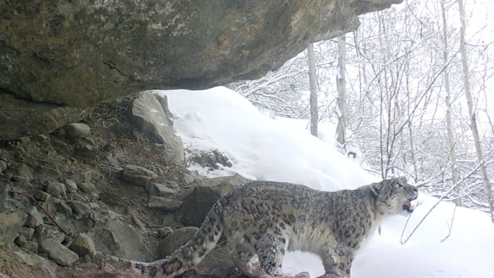 Endangered snow leopard calls out to mark territory in 'extremely rare' video