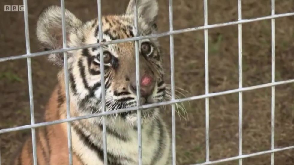 Tiger King's Joe Exotic on Louis Theroux documentary in 2011