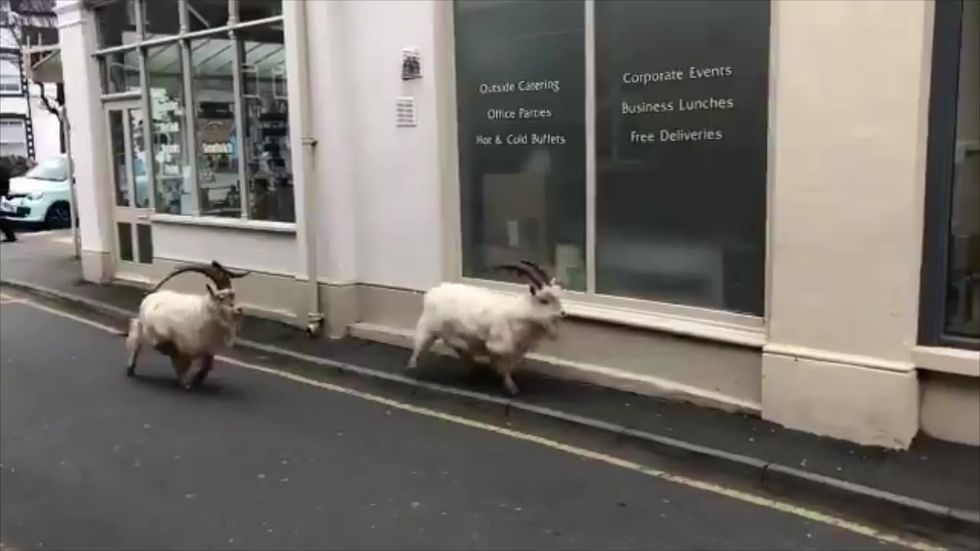 Goats roaming the streets of Llandudno reported to police during lockdown
