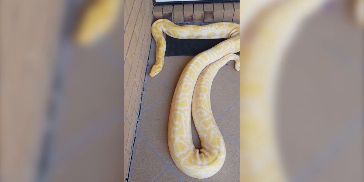Australia Woman Python Australian woman finds five-metre python on her doorstep | indy100
