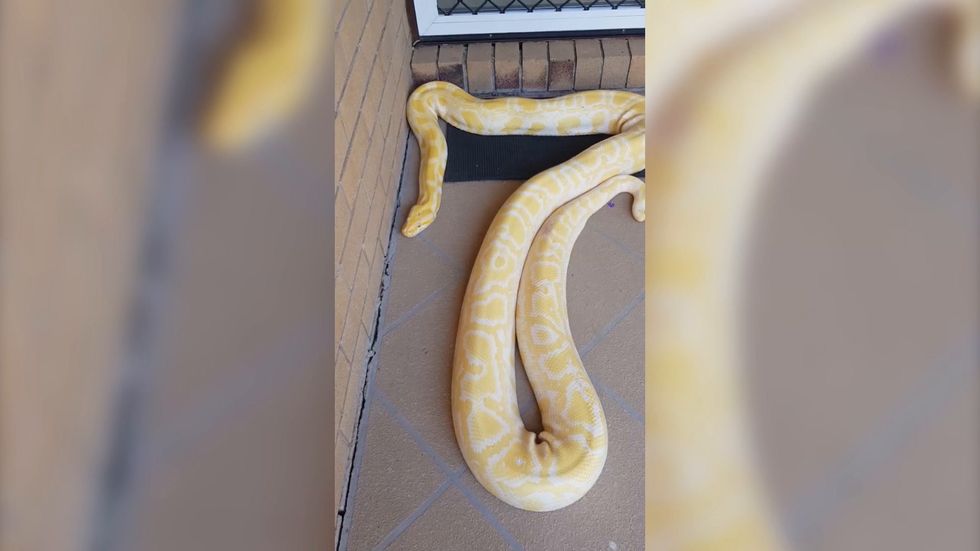 Australian woman finds five-metre python on her doorstep