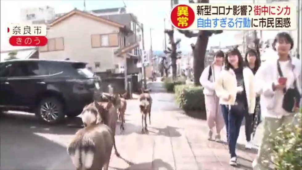 Deer in the Japanese city of Nara search street for food as tourist number dwindle
