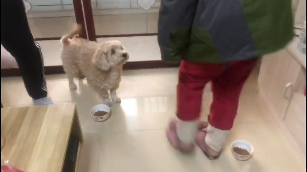 Pets abandoned over coronavirus fears given shelter by Humane Society International