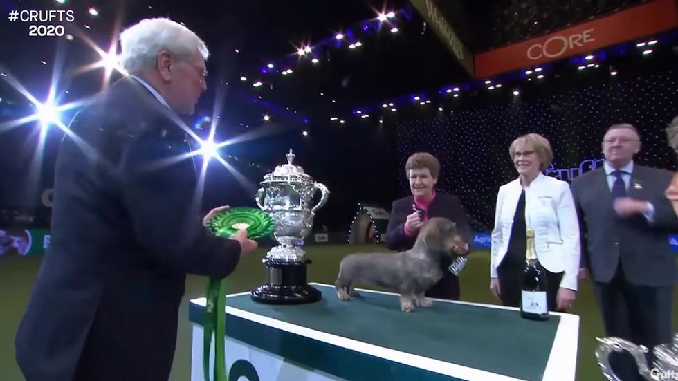 Maisie the wire-haired Dachshund wins Best In Show at Crufts