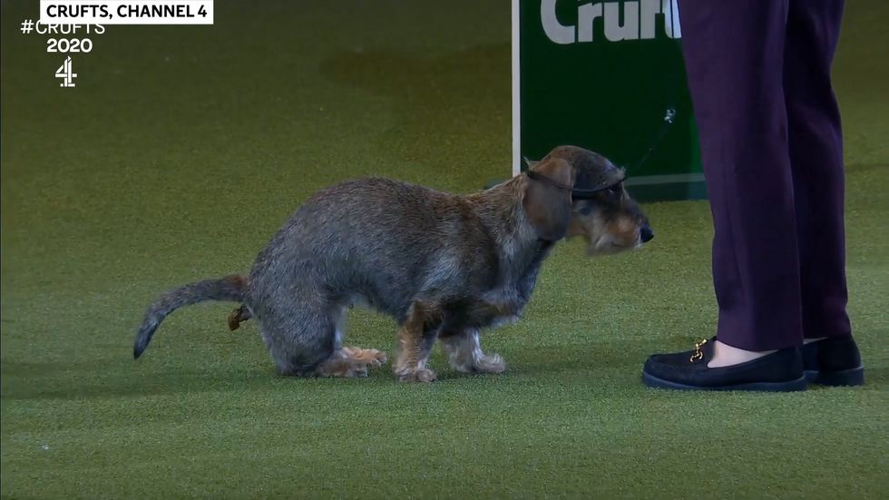 Maisie the wire-haired Dachshund poos on the floor after winning Best In Show at Crufts