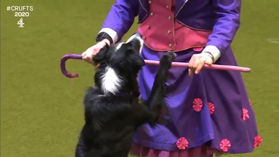 Crufts: Helen Dennis and Comebyanaway Pure Love perform Mary Poppins-theme routine