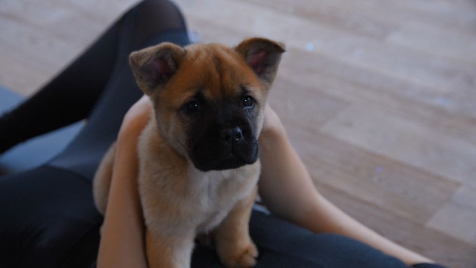 The Independent tries out puppy yoga