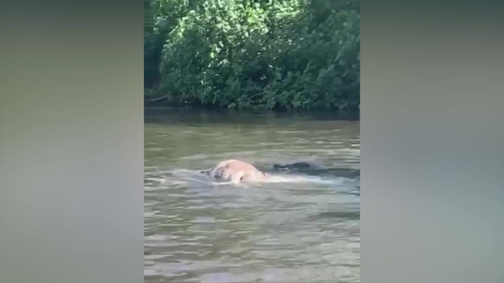 Crocodile devours a cow floating in a river
