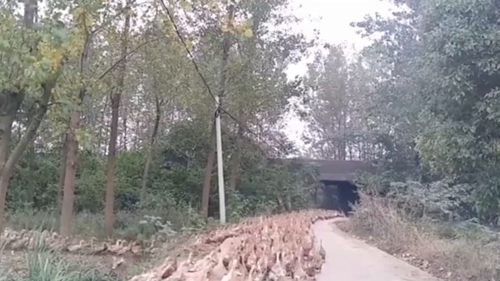China sends army of 100,000 ducks to combat locusts