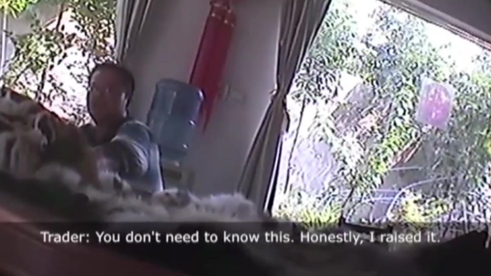 Environmental Investigation Agency goes undercover to expose the brutal transnational tiger trade