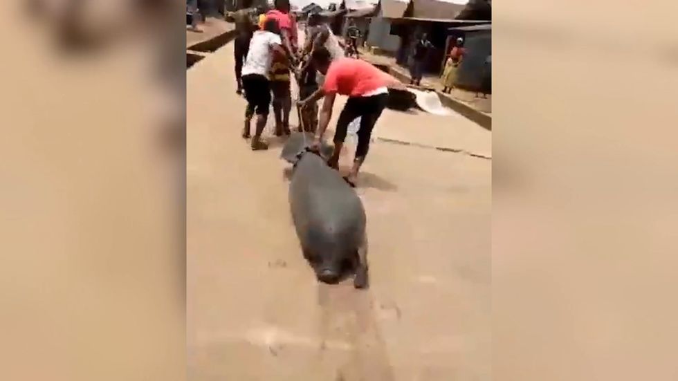 Manatee in Nigeria dragged along road