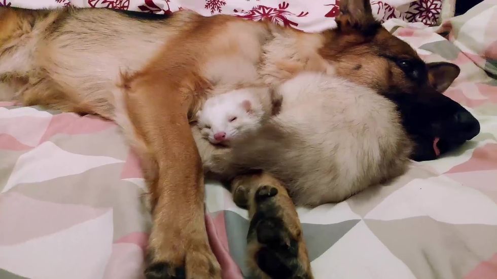 Ferret and German shepherd create unusual bond