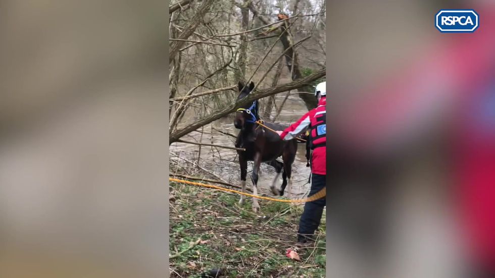 Pony rescued from floods caused by Storm Dennis